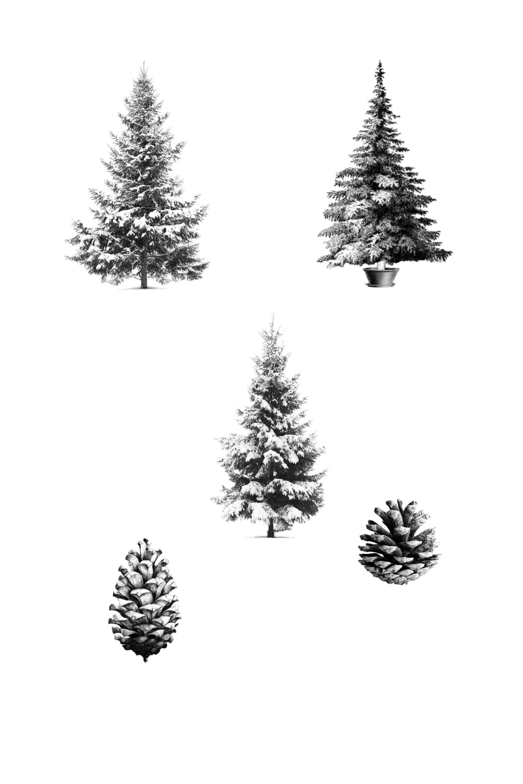 pine-tree-flash-scaled.jpg